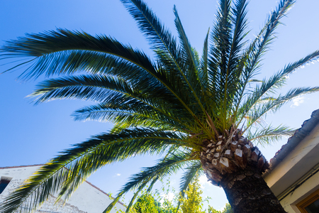 Bottom view of a palm tree sprawling branches over a tiled roof against a blue sky on a summer dayの写真素材
