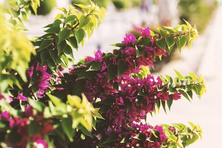 Blooming bougainvillea. Magenta bougainvillea flowers-Floral background. Copy spaceの写真素材