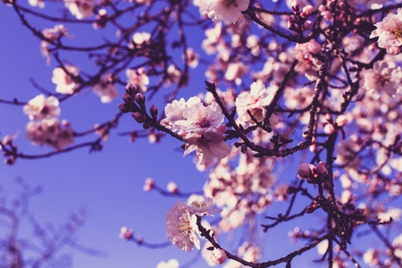 Spring blossom background. Beautiful nature scene with blooming tree on sunny day. Spring flowers....