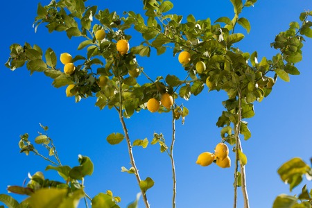 Closeup of lemon tree over blue sky in Spain.