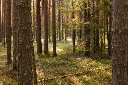 Scene of beautiful sunset at summer pine forest with trees and grass. Landscape.