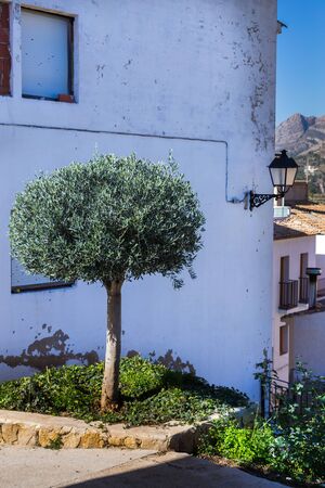 Finestrat, Alicante, Spain - February 23, 2019: Olive tree near the wall of the white house with worn plasterのeditorial素材
