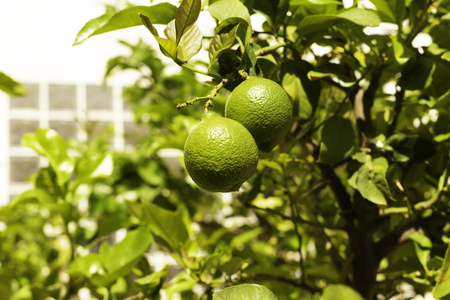 Bunch of fresh green lemons on a lemon tree branch in sunny gardenの写真素材