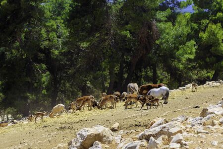 A herd of wild animals - donkeys, goats, ponies, sheep, deer, horses - graze in the vast territory of the safari park.の写真素材