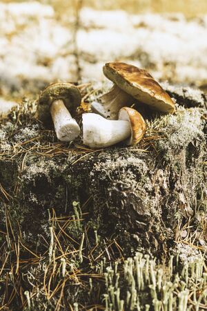 Edible mushrooms on a moss-covered stump in the forest on a green background, Boletus edulis. Autumn background. Flat lay.の写真素材