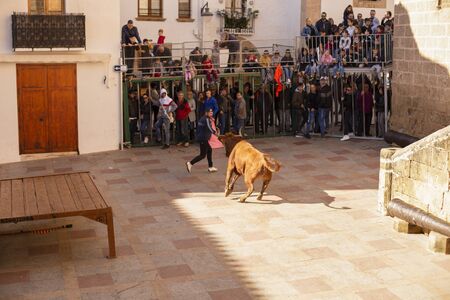 Xavea, SPAIN - January 26, 2020: A bull chases a guy down the street during the celebration of St. Sebastian in front of residents and tourists.のeditorial素材