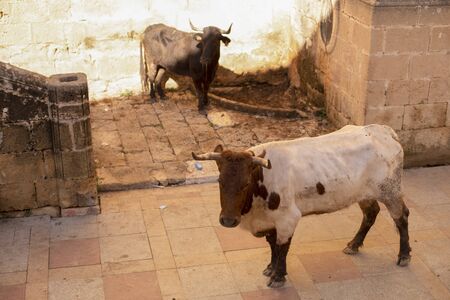 A bull chases a guy down the street during the celebration of St. Sebastian in front of residents and tourists.のeditorial素材