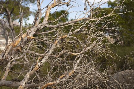 Abstract natural background with dry branches and cones. Tinted photoの写真素材