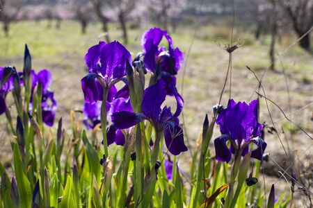Beautiful purple iris flowers Iris pumila in the grass in wild nature.の写真素材