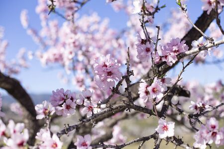 Beautiful nature scene with blooming tree on sunny day.の写真素材