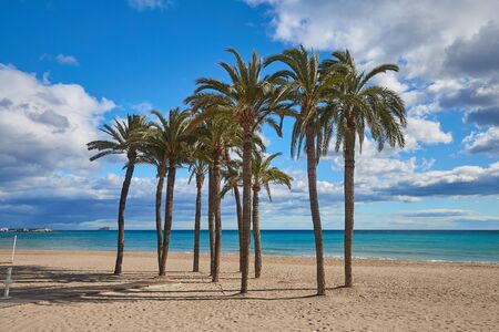 Palm trees on the beach against the background of the sea and blue sky with beautiful clouds in the sun. Villajoyosa, Spain.の写真素材