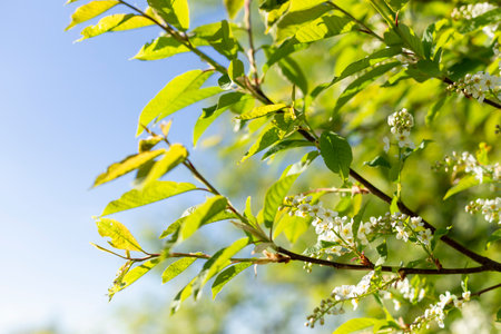 Spring blossom background. Beautiful nature scene with blooming tree and sun flare. Sunny day. Spring flowers. Abstract blurred background. Springtime, copy space.の写真素材