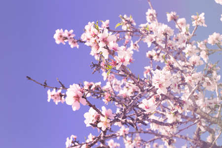 Spring blossom background. Beautiful nature scene with blooming tree on sunny day. Spring flowers....