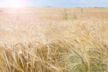 Backdrop of ripening ears of yellow wheat field on the sunset cloudy sky background. Copy space of...