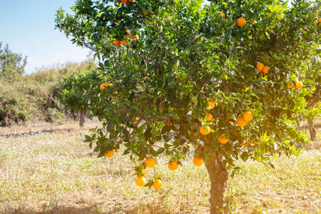 Beautiful nature scene with fresh ripe orange fruits on a branch of an orange tree in a sunny garden. Summer background, copy spaceの写真素材
