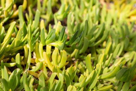 Natural plant background from succulents. Spring summer background, copy space.