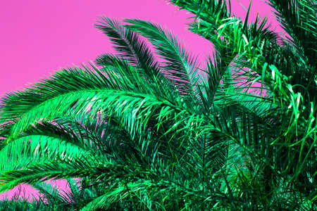 Tropical palm leaves on a magenta background. Minimal summer concept, pop artの写真素材