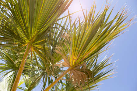 Branches of tropical palms in sunbeams. Botanical, natural background, toned photo.