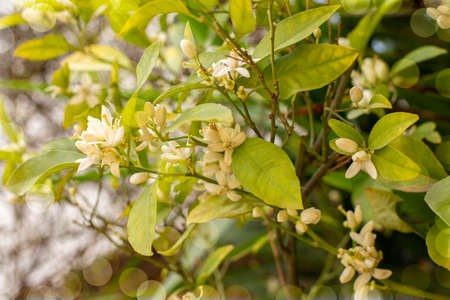 Branch with flowers of an orange tree among the leaves. Blooming fruit garden. Close-up.の写真素材