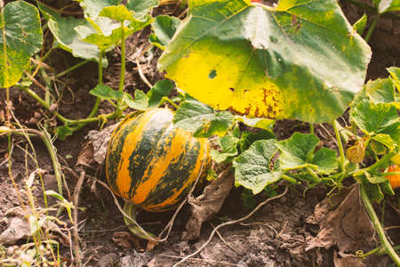 Striped yellow and green gourd growing from the ground among large leaves in the garden.