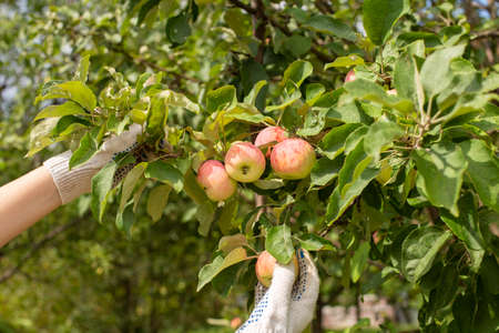 Hands in garden gloves picking ripe apples. Harvesting.