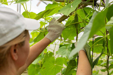 Young caucasian woman in a greenhouse with cucumbers controls plant growth.
