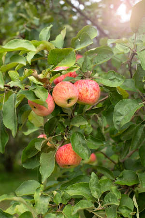 Juicy Red apples on tree branch on the tree in the garden