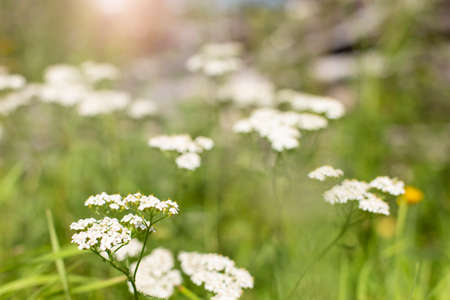Natural background with grass and white wildflowers. Selective focus, copy space.の写真素材