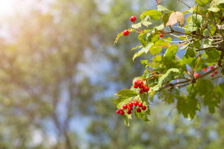 A branch of red ripe berries of viburnum in the garden or in the forest. Autumn berry, colorful...