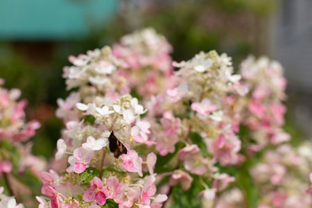 Pink hydrangea and butterfly close-up at sunset in a city garden with selective focus. Natural...