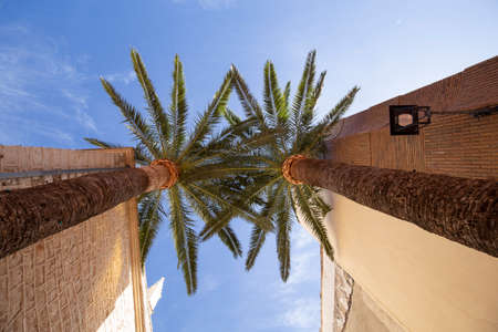 Two beautiful palm trees in Benissa Spain against a blue sunny sky looking up.の写真素材