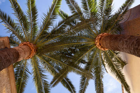 Two beautiful palm trees in Benissa Spain against a blue sunny sky looking up.