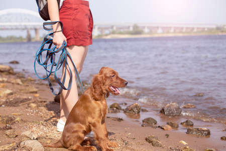 Caucasian girl walks with a little Irish red setter puppy on the river bank on a sunny day.の写真素材
