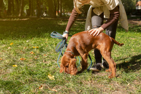 Young girl and red Irish Setter dog puppy during training in the parkの写真素材