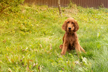 Young three month old Irish Setter puppy close-up in the grass.の写真素材