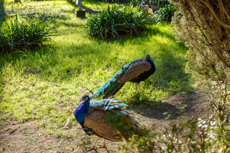 Two blue peacock walks in the gardenの写真素材