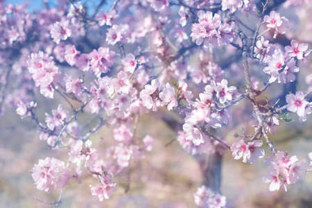 Blooming almonds. Spring flowering background. Beautiful nature with a blossoming tree on a sunny...