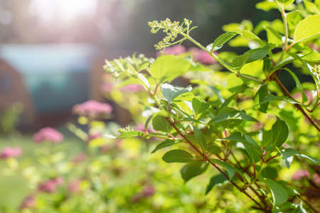 Close up nature view of green leaves in the garden. Natural landscape of green plants used as background.の写真素材