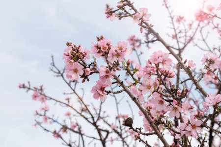 Spring blossom background. Beautiful nature scene with blooming tree on sunny day. Spring flowers. Beautiful orchard in Springtime. Abstract background.の写真素材