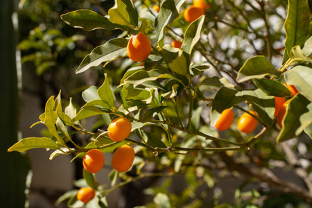 Kumquat fruits on the tree against blurred backgroundの写真素材
