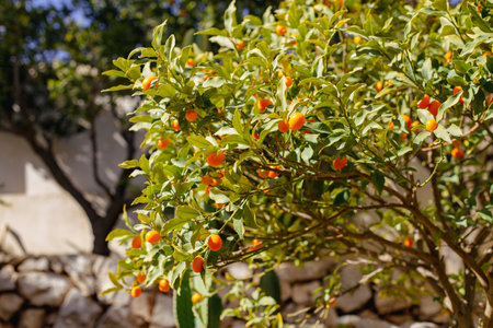 Kumquat fruits on the tree against blurred background