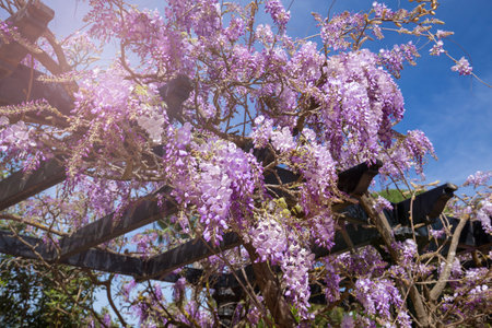 Lilac wisteria flowers on a wooden pergola against the blue sky.の写真素材