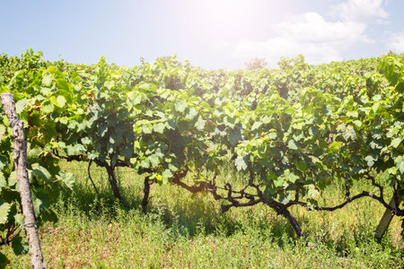 Grape field growing for wine. Vineyard hills. Summer scenery with wineyard rows.の写真素材