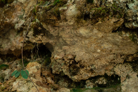 Beautiful Bright Green moss grown up cover the rough stones in the forest. Shallow depth of fields.の写真素材