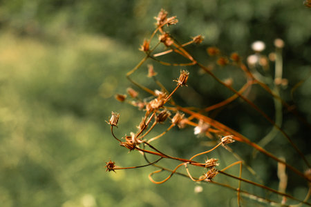 Autumn grass and wild flower background. Selective focusの写真素材