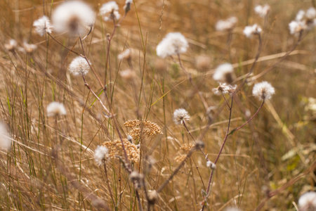 Autumn grass and wild flower background. Selective focusの写真素材