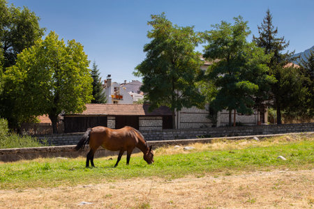 Horse on the background of houses in the villageの写真素材