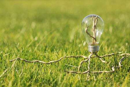 Bulb with dry sprigs on the green grassの写真素材