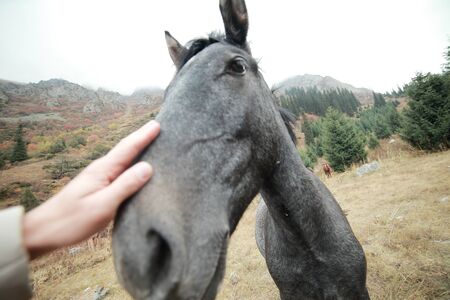 Cheerful gray horse on a lawn in the mountainsの写真素材