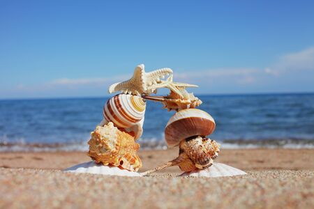 Sea shells and stars on the shore. Rest on the seashore, ocean. Travel to the islands. Air agency. Sunny weather by the sea. Kyrgyzstan, Issyk-Kulの写真素材
